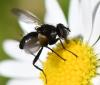 Phania funesta